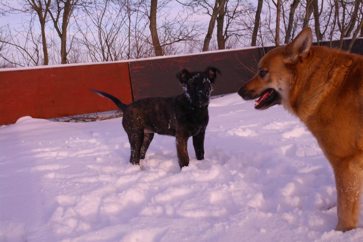 Blanding af racer Lilla billede 13