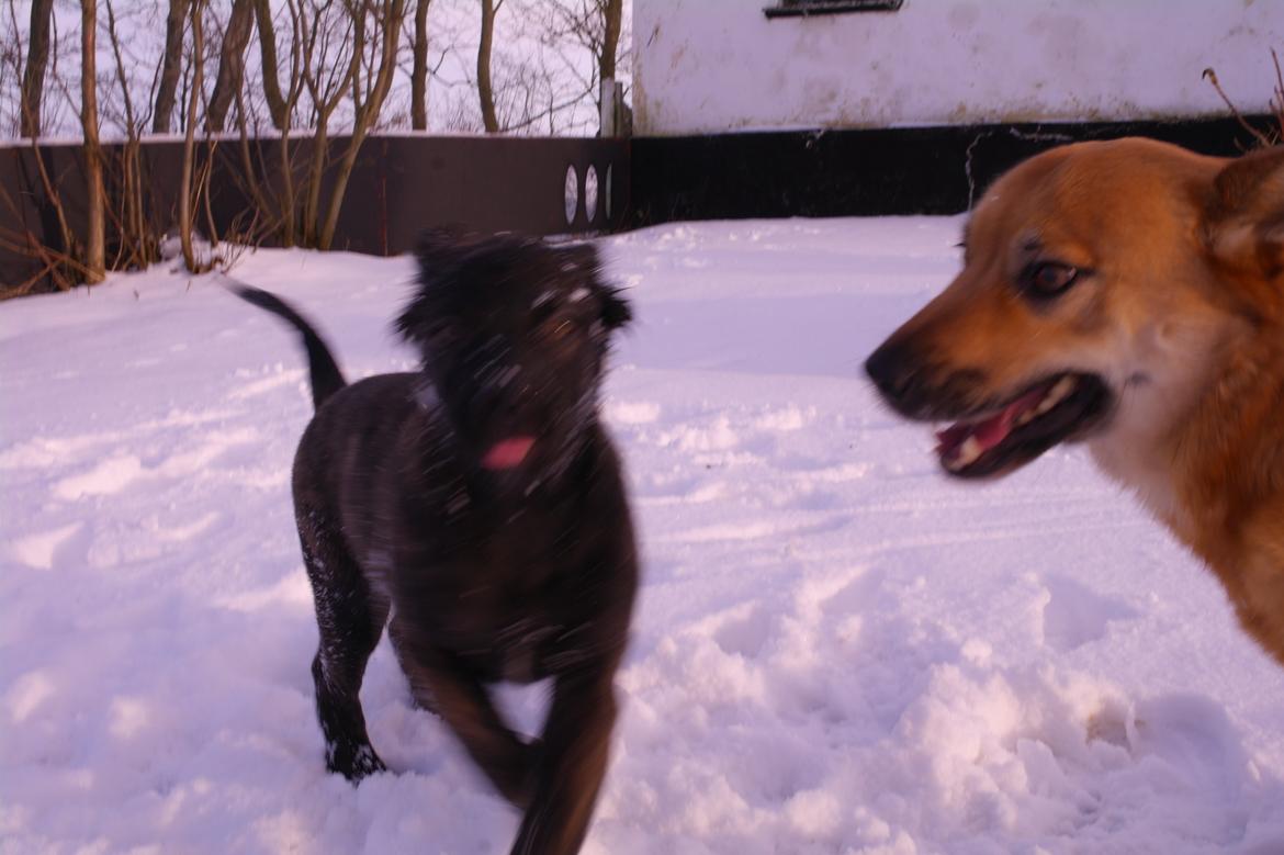 Blanding af racer Lilla billede 39