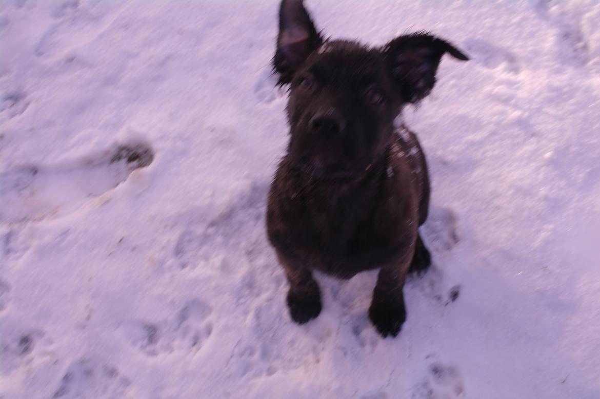 Blanding af racer Lilla billede 4