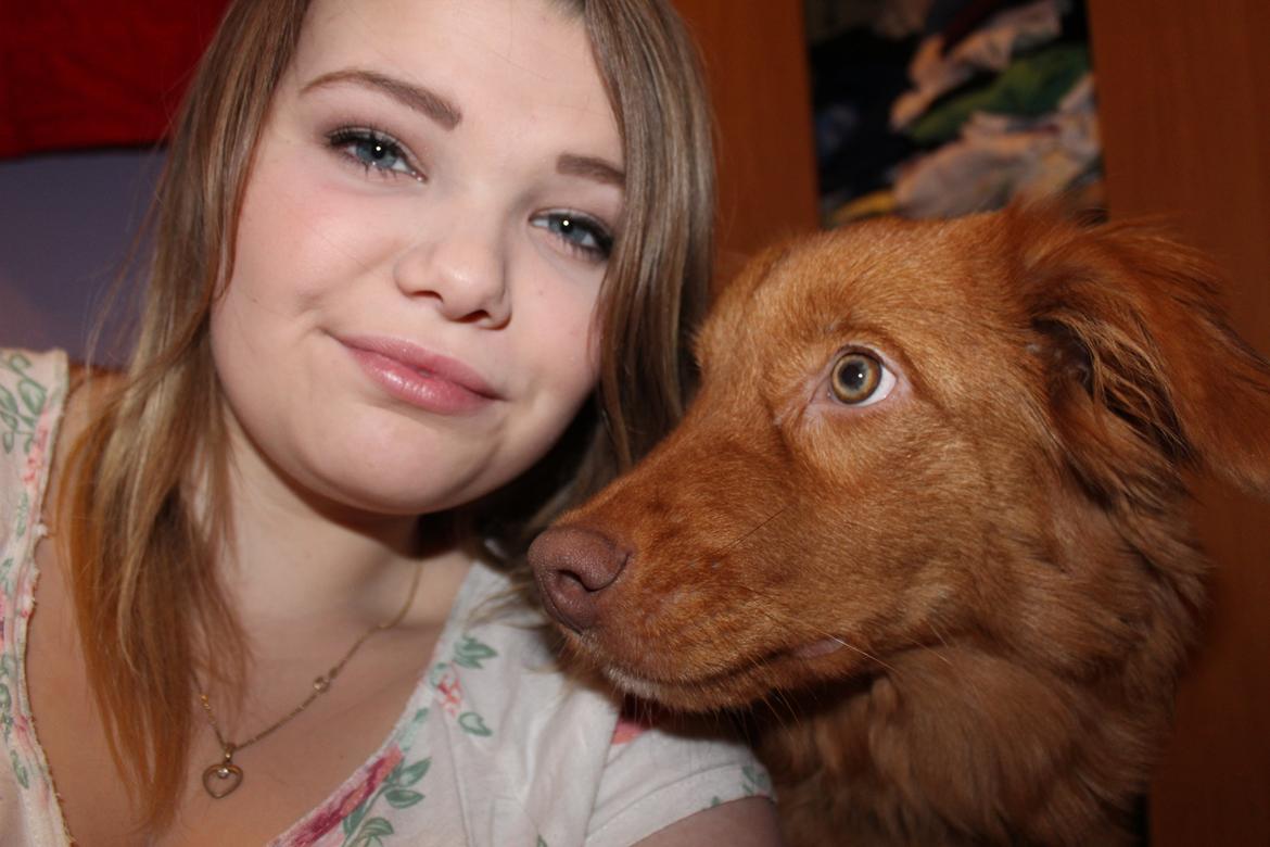 Nova scotia duck tolling retriever Maiko billede 16