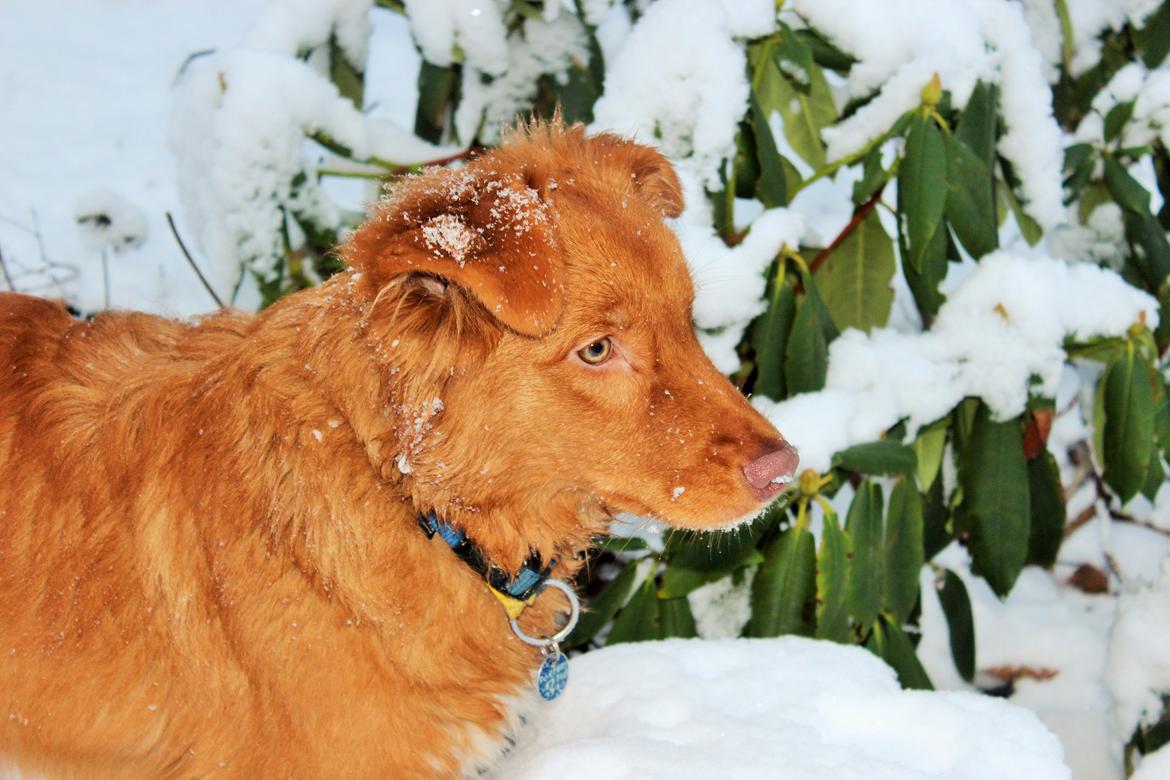 Nova scotia duck tolling retriever Maiko billede 11