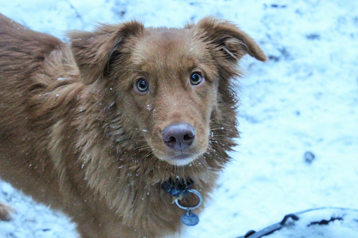 Nova scotia duck tolling retriever Maiko billede 23