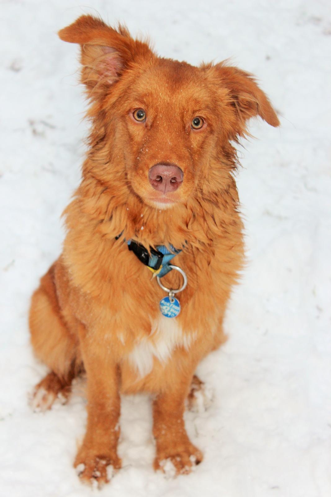 Nova scotia duck tolling retriever Maiko - Maiko 7 måneder billede 1
