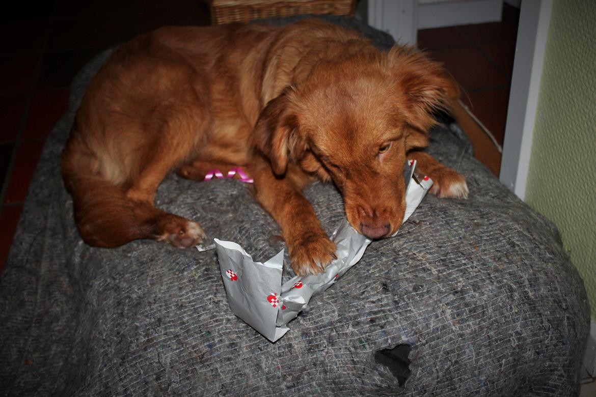 Nova scotia duck tolling retriever Maiko billede 19