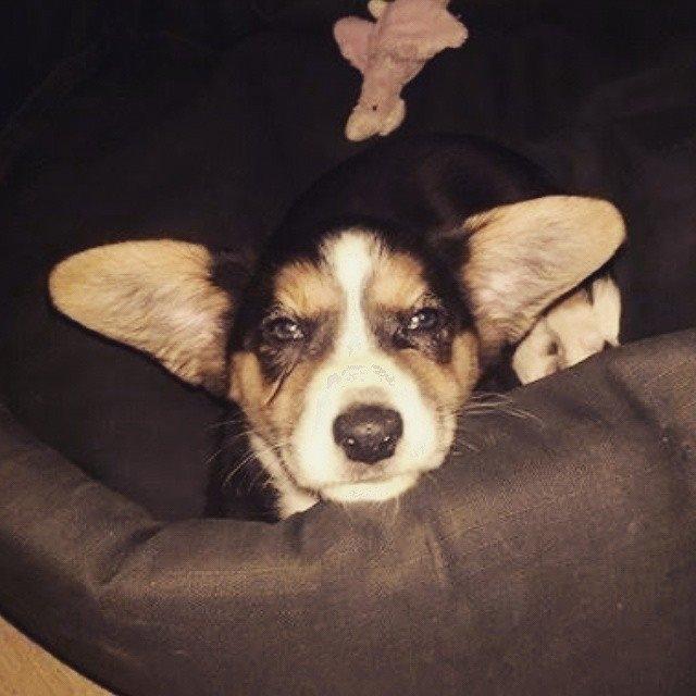 Welsh corgi cardigan Esther - Esther lige vågnet og med ører der har snyde-rejst sig...glæder mig til de rejser sig rigtigt. Hendes øjne løber desværre lidt. billede 11