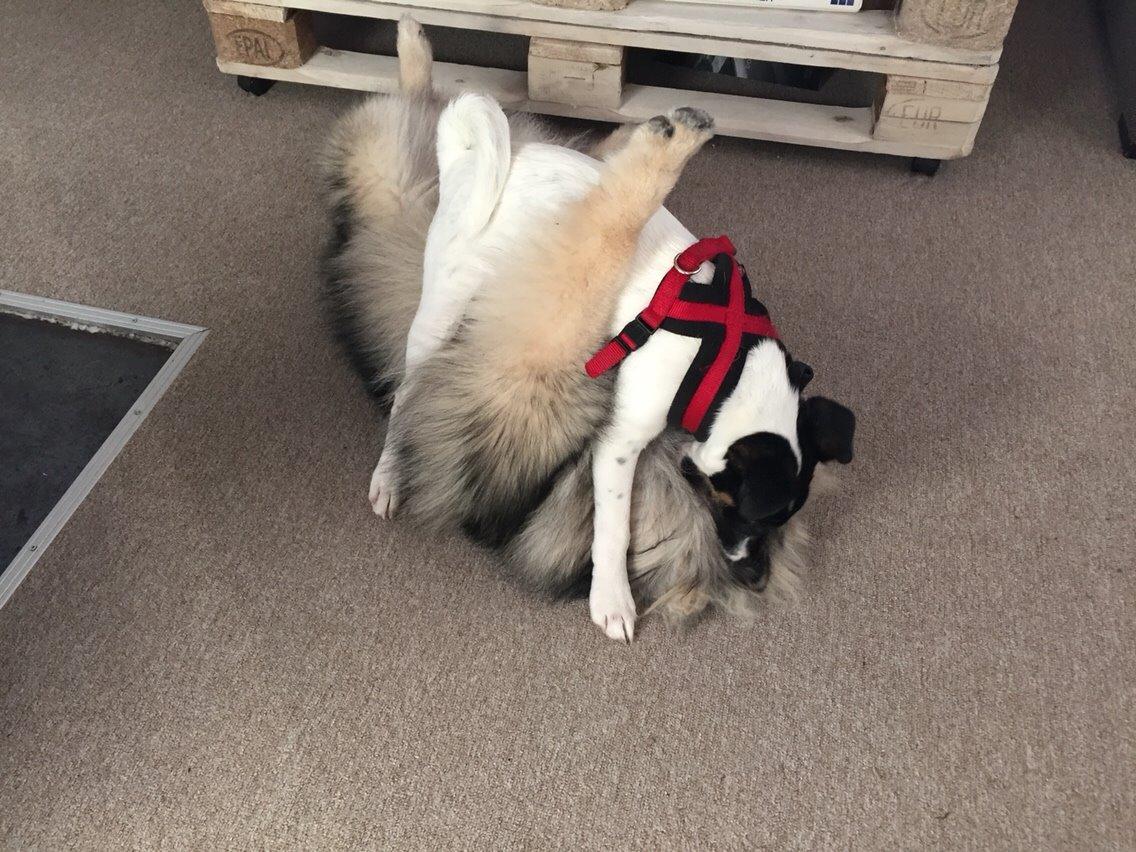 Glathåret foxterrier Charlie billede 35