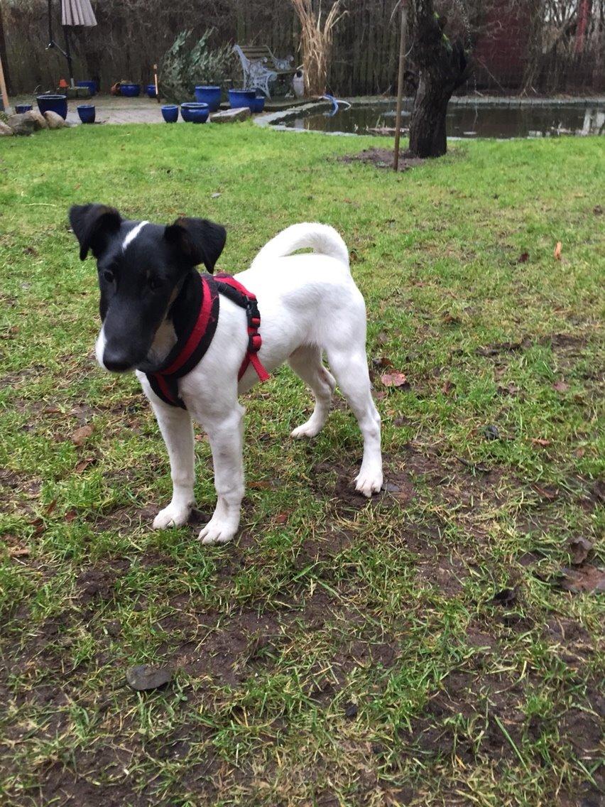 Glathåret foxterrier Charlie billede 32