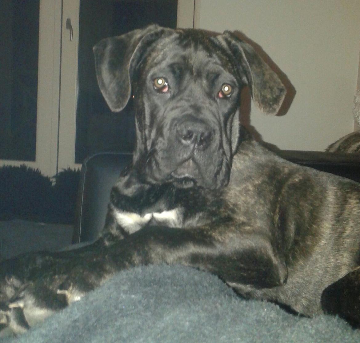 Cane corso Roxy (Venetia De Nobil rose) billede 13