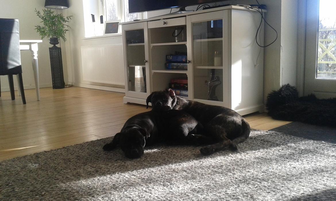 Cane corso Roxy (Venetia De Nobil rose) billede 15