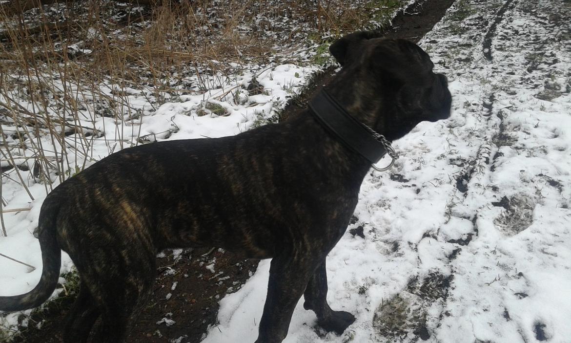 Cane corso Roxy (Venetia De Nobil rose) billede 16
