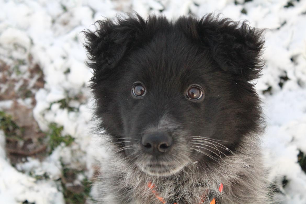 Blanding af racer Ellie billede 31