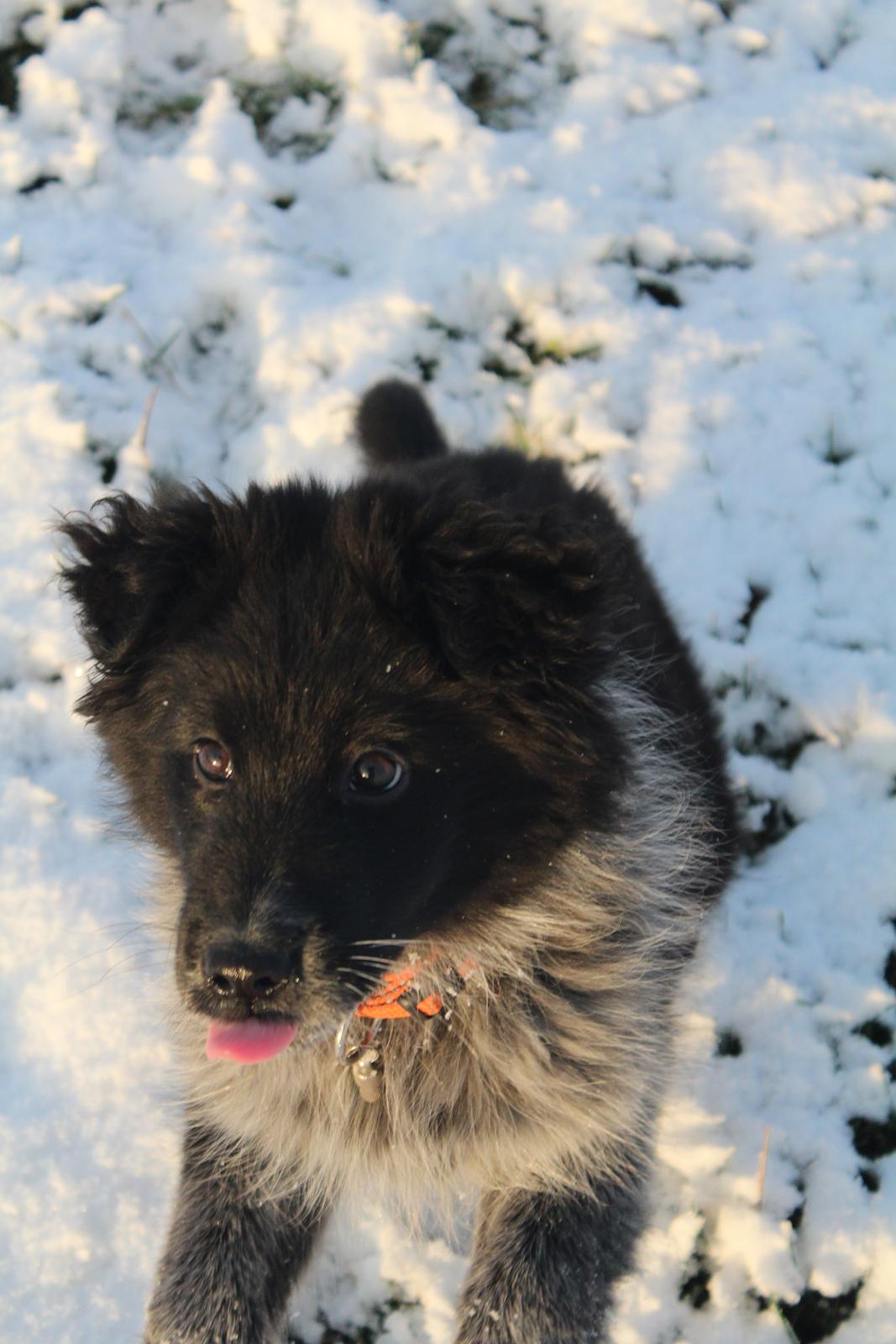 Blanding af racer Ellie billede 33