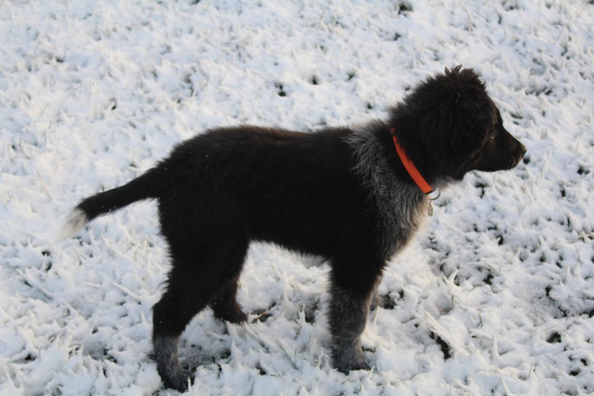 Blanding af racer Ellie billede 32