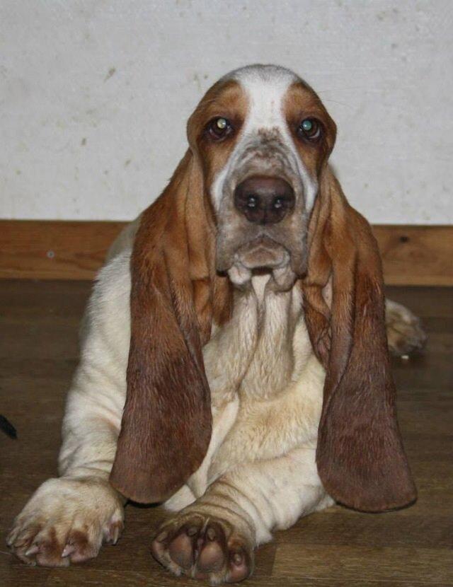 Basset hound Bassbarr Holy Moses/Buller billede 1