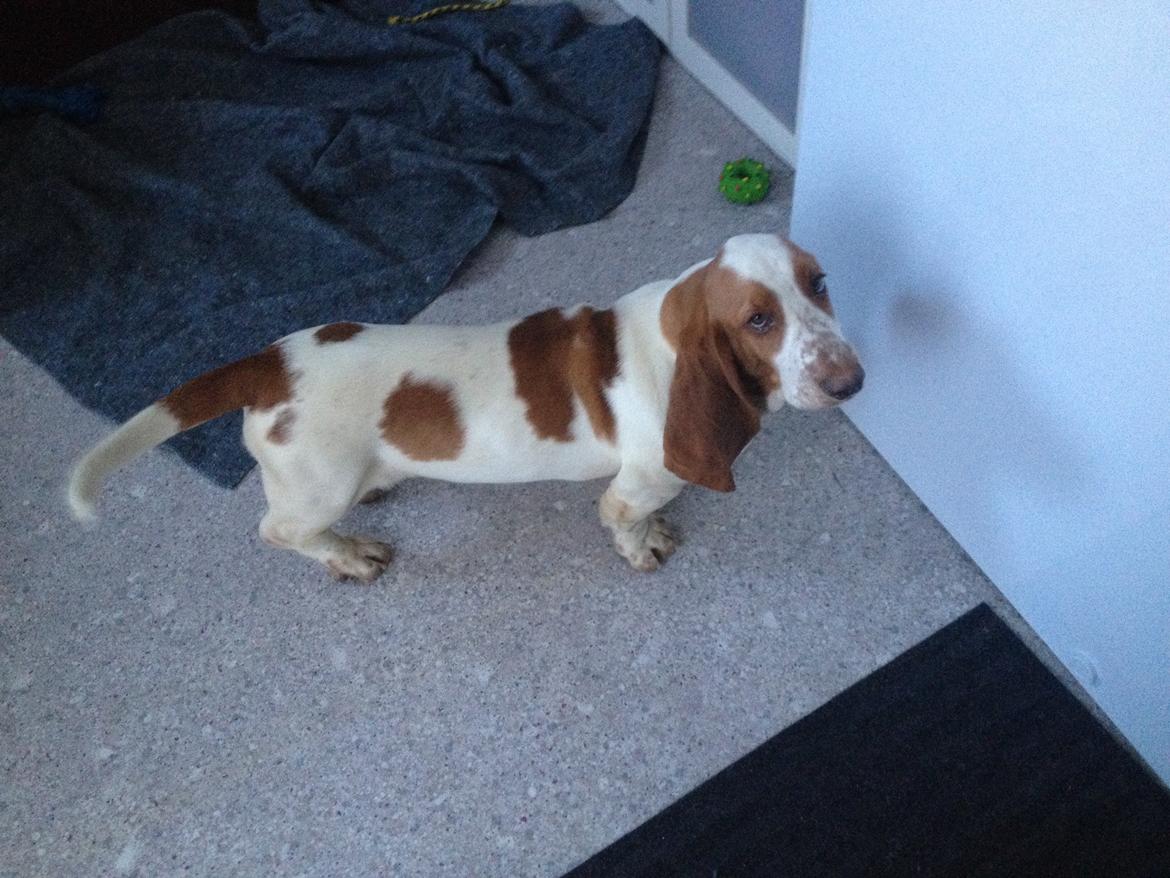 Basset hound Bassbarr Holy Moses/Buller billede 3