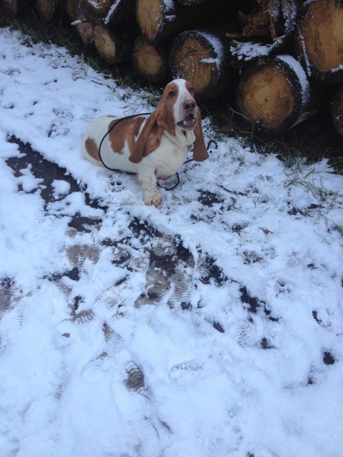 Basset hound Bassbarr Holy Moses/Buller billede 4