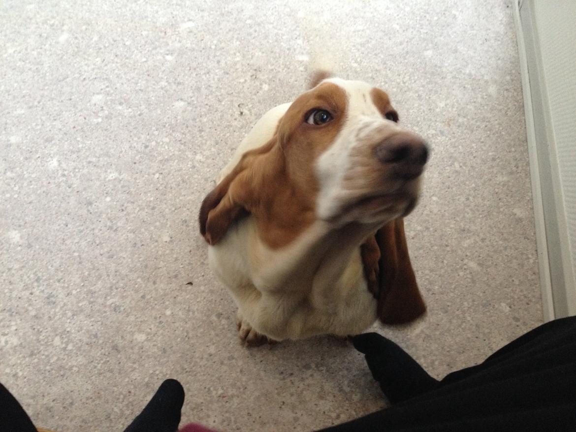 Basset hound Bassbarr Holy Moses/Buller billede 5