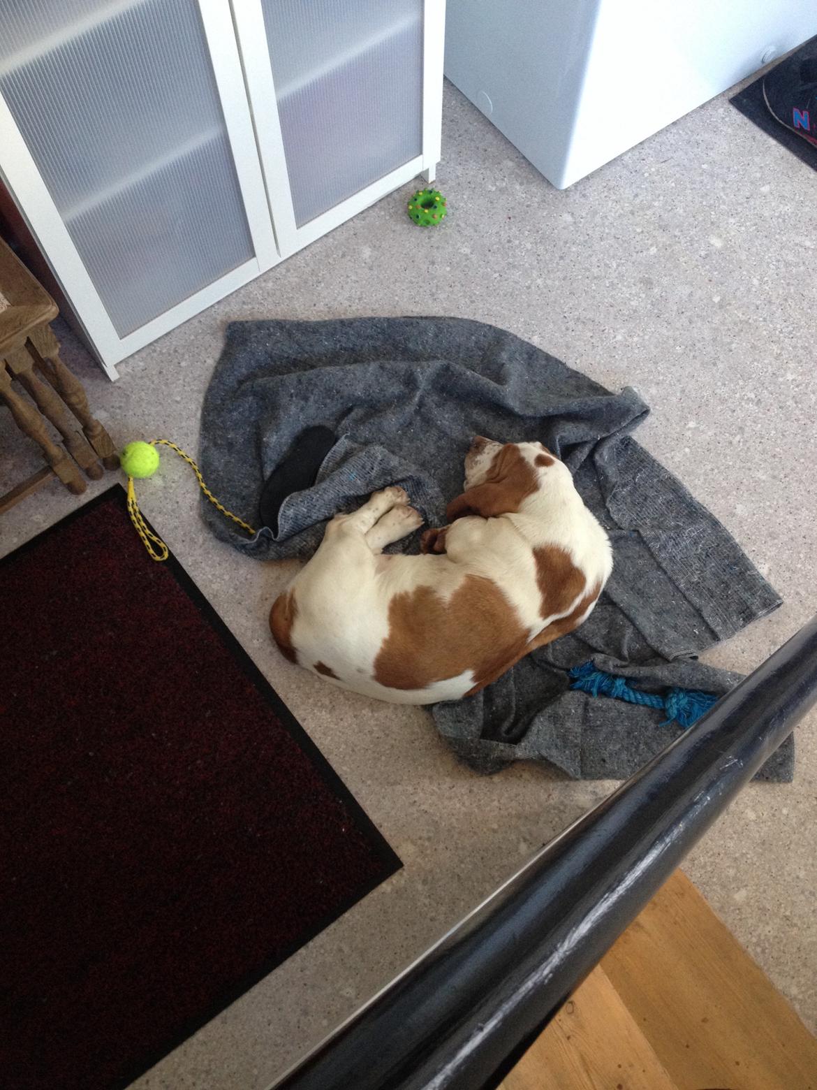 Basset hound Bassbarr Holy Moses/Buller billede 6