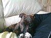 Staffordshire bull terrier Buller billede 2