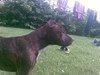 Staffordshire bull terrier Buller billede 4