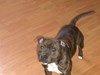 Staffordshire bull terrier Buller billede 5
