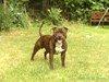 Staffordshire bull terrier Buller billede 6