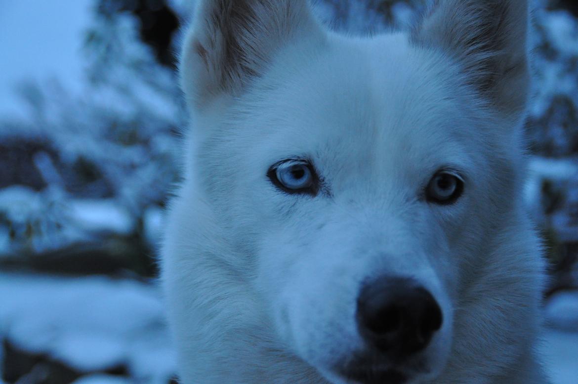 Siberian husky Tori billede 1