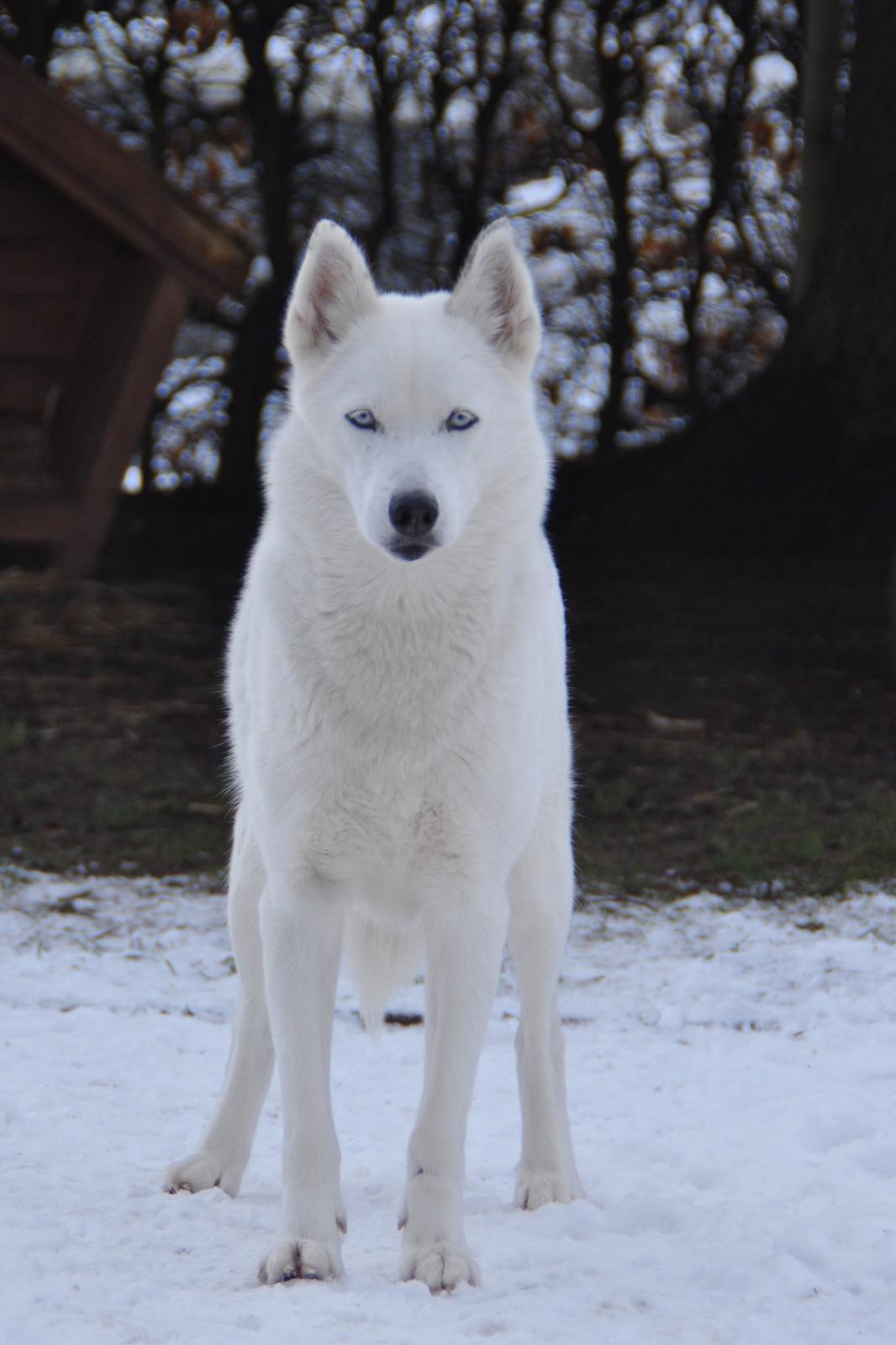 Siberian husky Tori billede 2