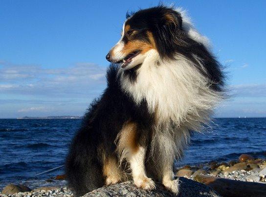 Shetland sheepdog Baloo - Smuk, smukker, Baloo<3<3<3<3 billede 14