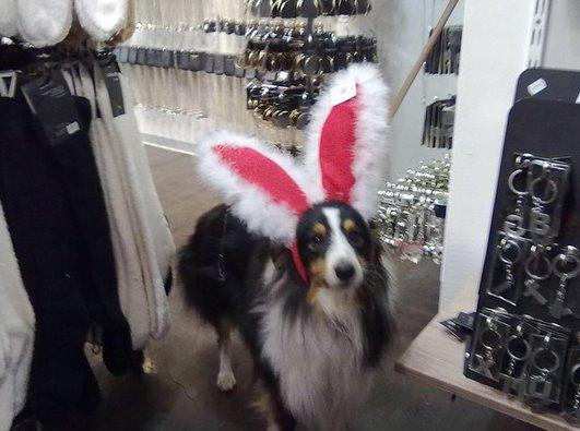 Shetland sheepdog Baloo - Hahahahah billede 15