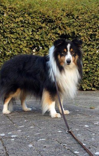 Shetland sheepdog Baloo - HEJ!? billede 17