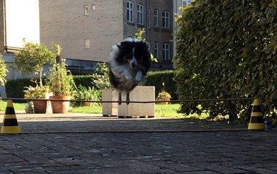 Shetland sheepdog Baloo - Han springer højt over! billede 20