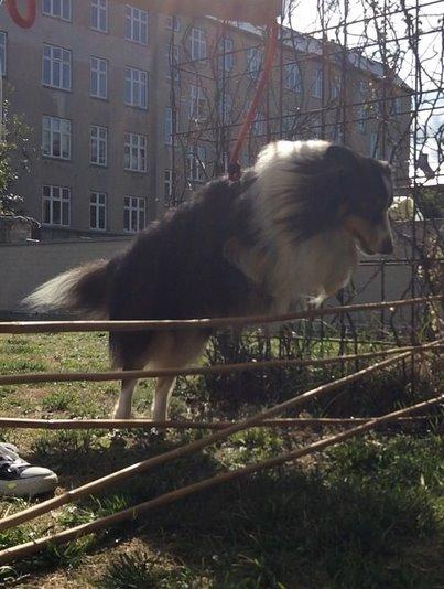 Shetland sheepdog Baloo - Velkommen! Lig gerne en kommetar og bedømmelse:-) FOTO: Mig billede 1