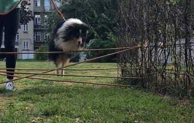 Shetland sheepdog Baloo - <3 billede 23