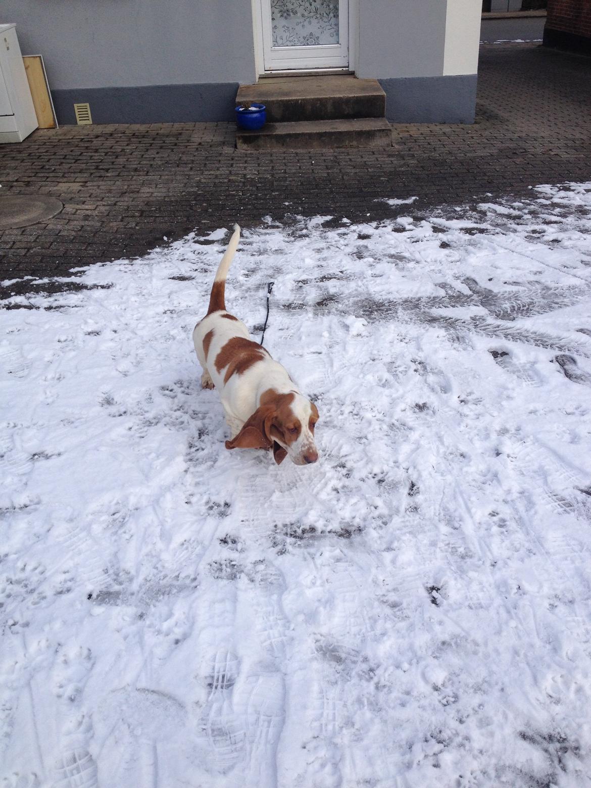 Basset hound Bassbarr Holy Moses/Buller billede 8