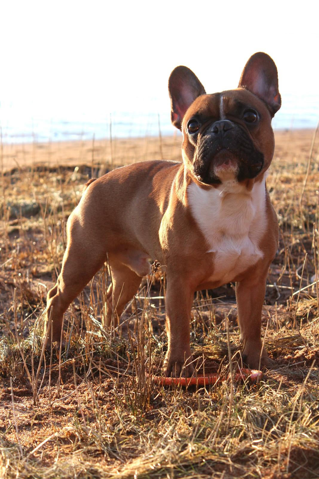 Fransk bulldog Arnold - 31. Januar 2015 billede 14