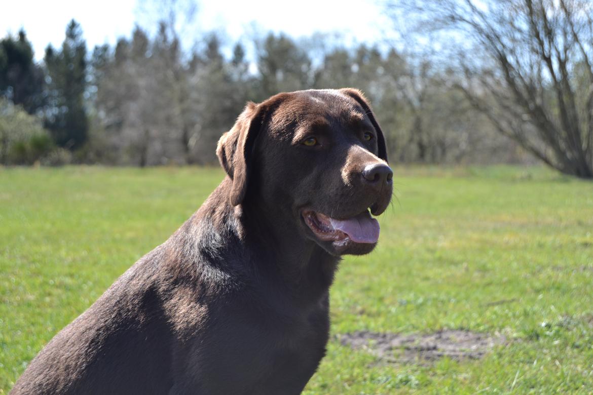 Labrador retriever Dinna billede 2