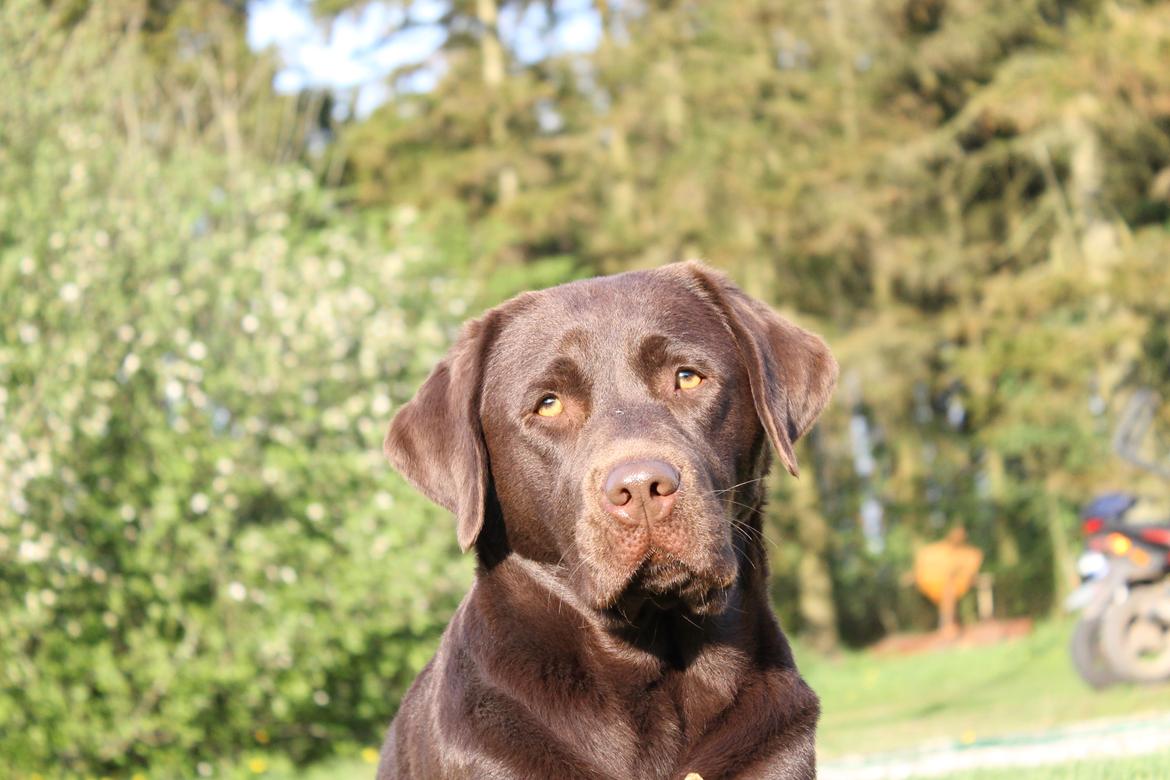 Labrador retriever Dinna billede 4