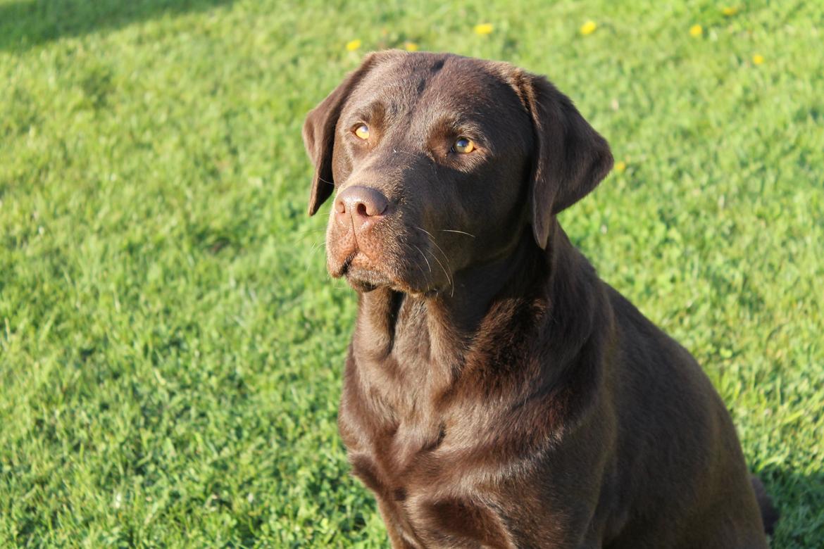 Labrador retriever Dinna billede 8
