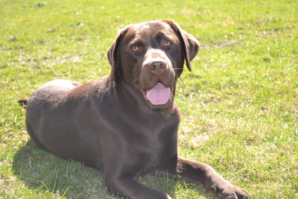 Labrador retriever Dinna billede 3