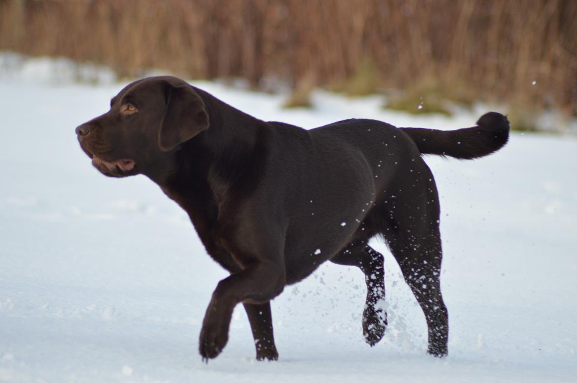 Labrador retriever Dinna billede 5