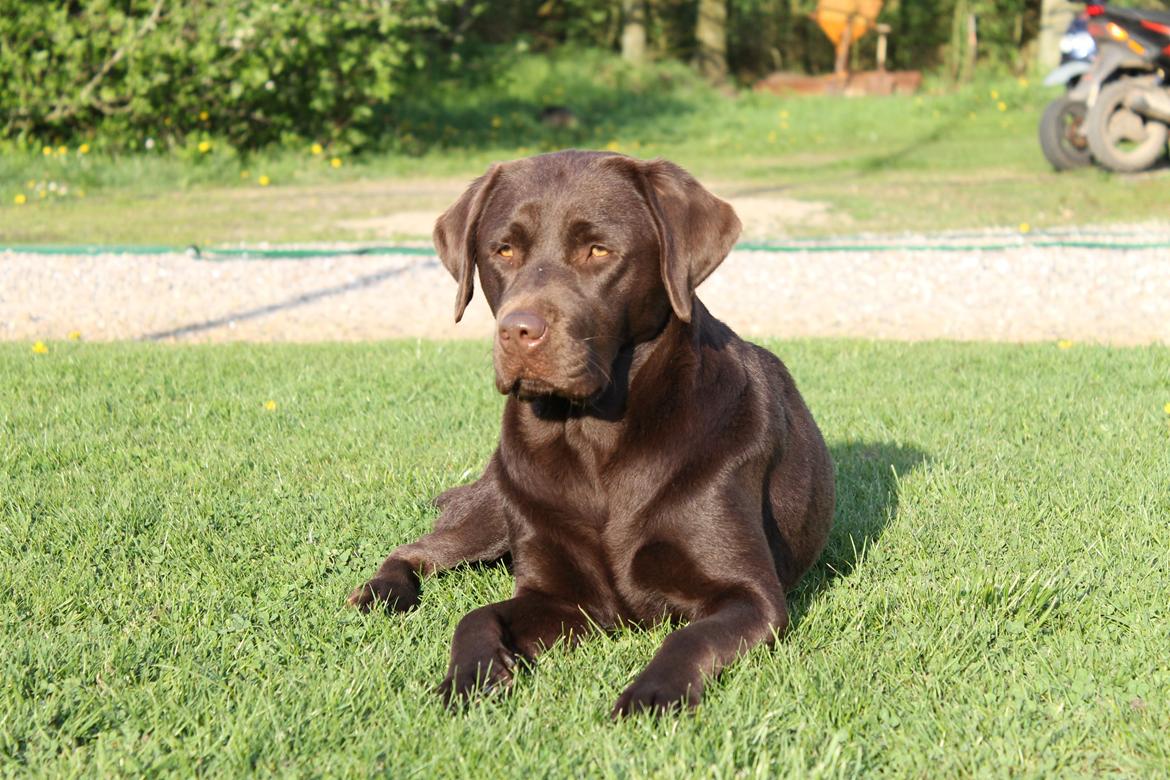 Labrador retriever Dinna billede 6
