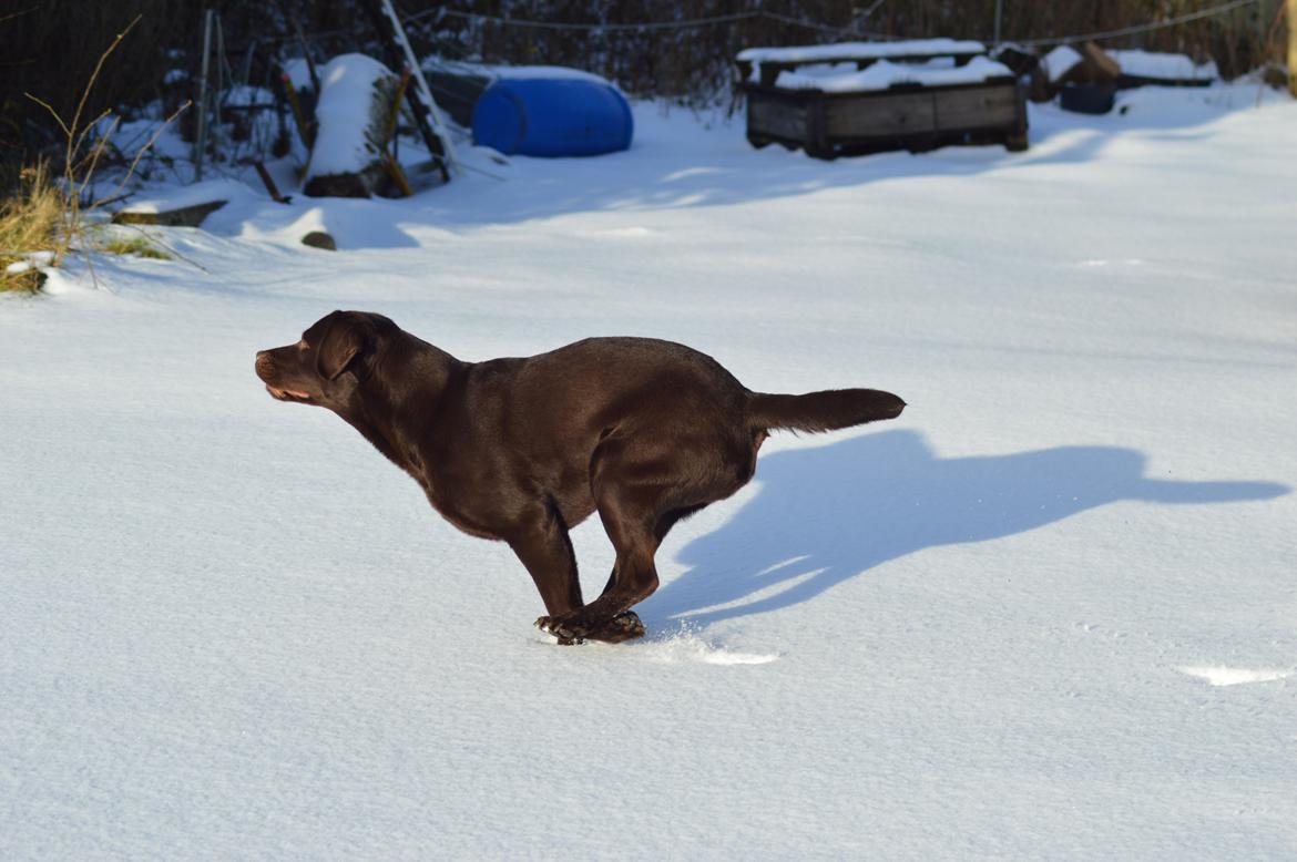 Labrador retriever Dinna billede 7