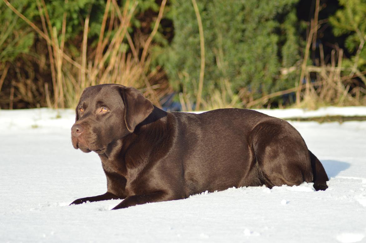 Labrador retriever Dinna billede 1