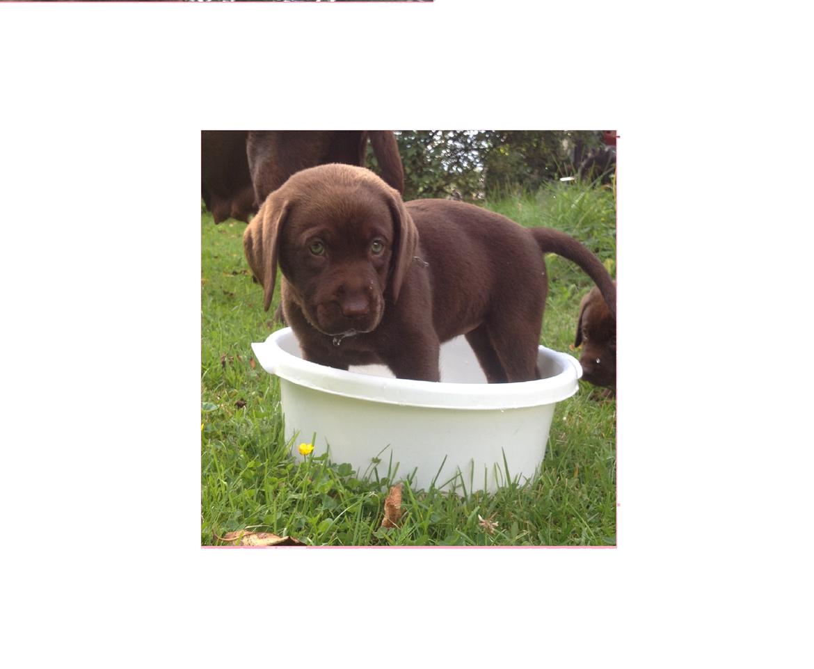 Labrador retriever Dinna - Dinna som hvalp :)) billede 13