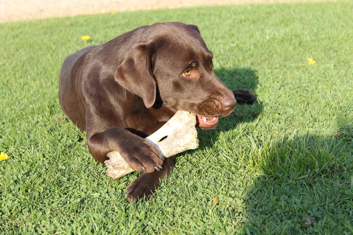 Labrador retriever Dinna billede 10
