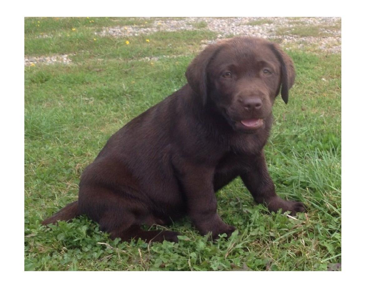 Labrador retriever Dinna - Dinna som hvalp :)) billede 12