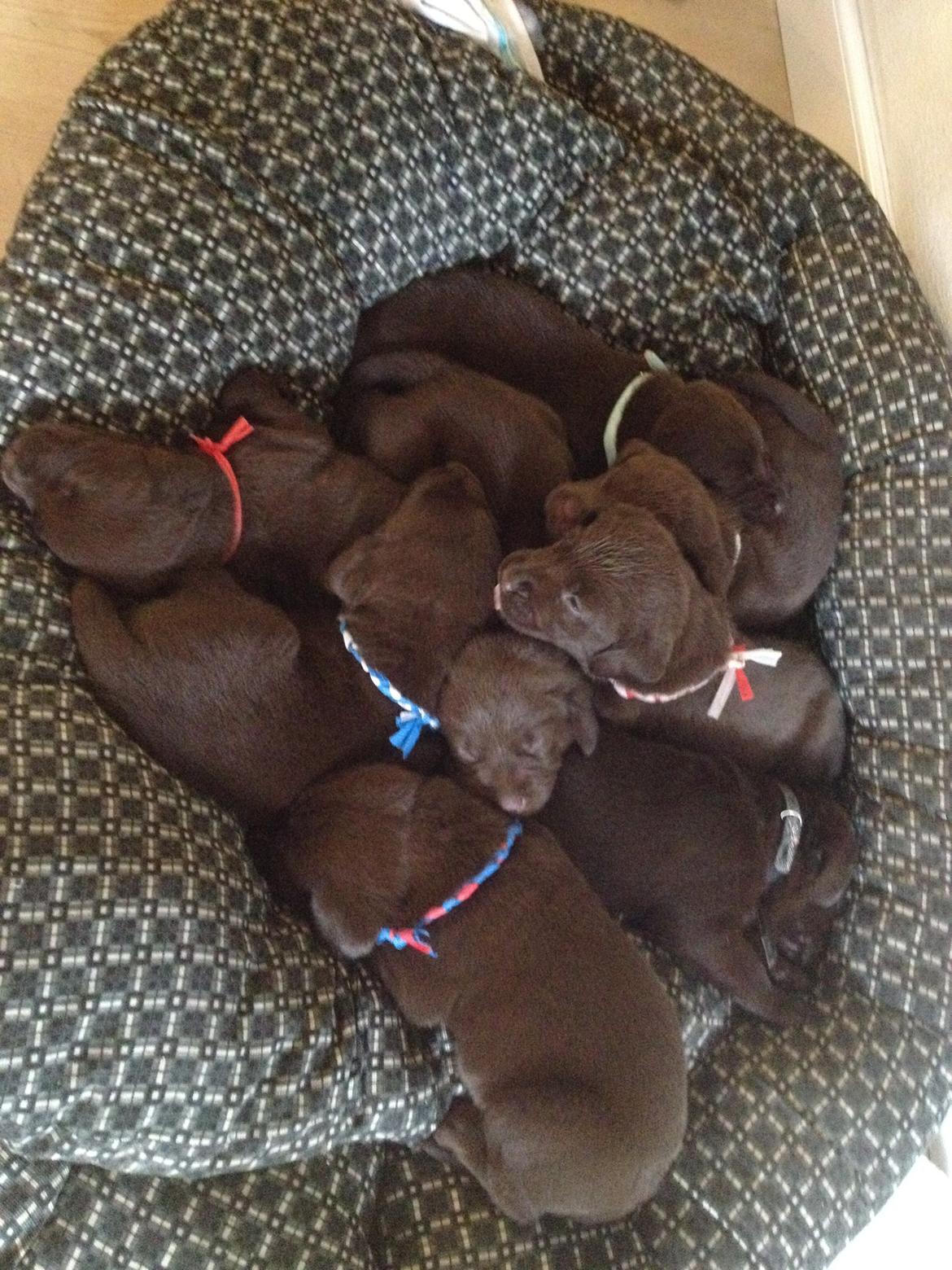 Labrador retriever Dinna - Dinna og alle hendes søskende, Dinna er den med blå og hvid halsbånd.:) billede 11