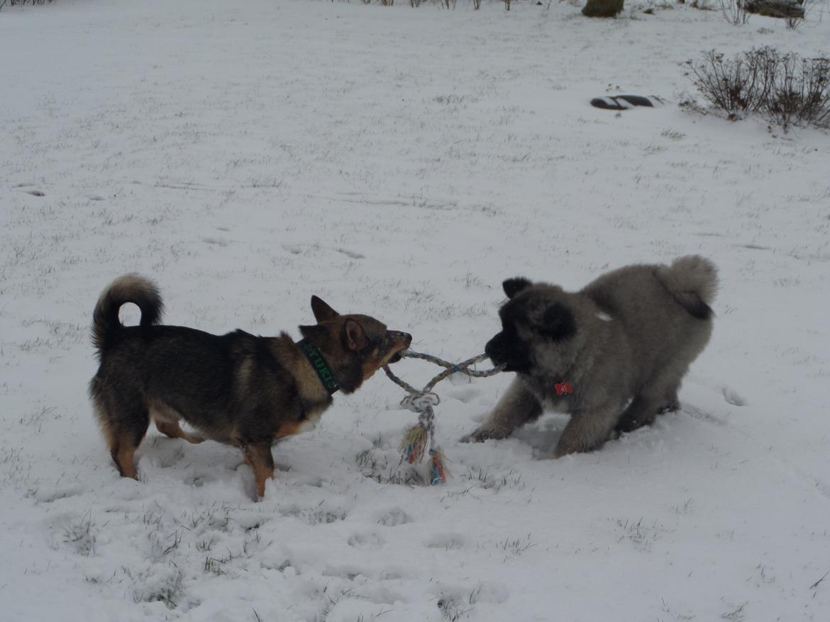 Västgötaspids Yuki <3 <3 (Clasus Miller). - Yuki og Riki. 24 jan 2015 billede 8