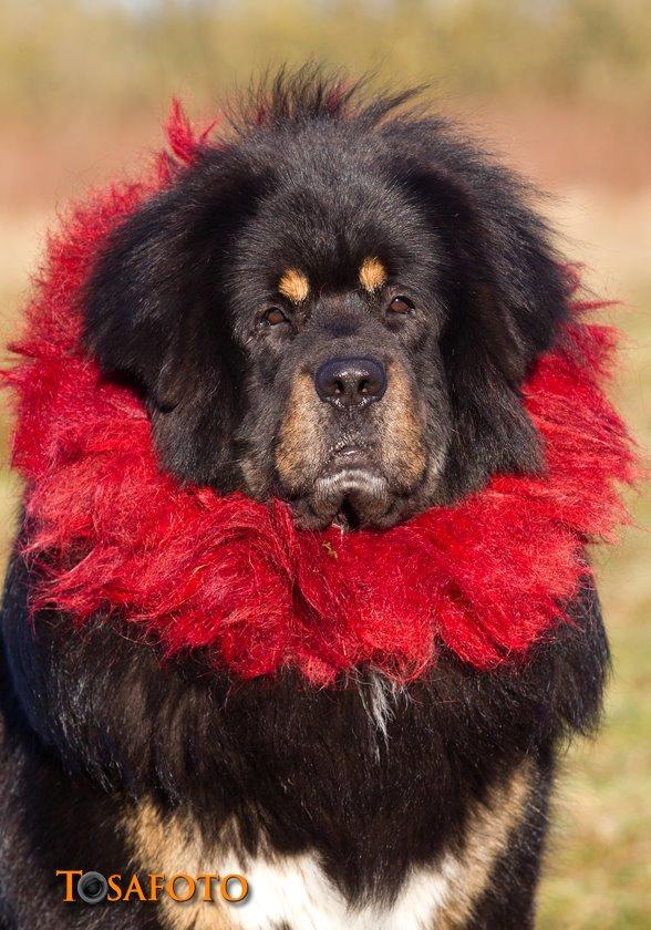 Tibetansk mastiff Ozzy billede 1